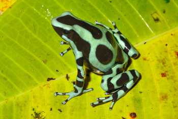 Arenal Oasis Frog Watching Night Tour